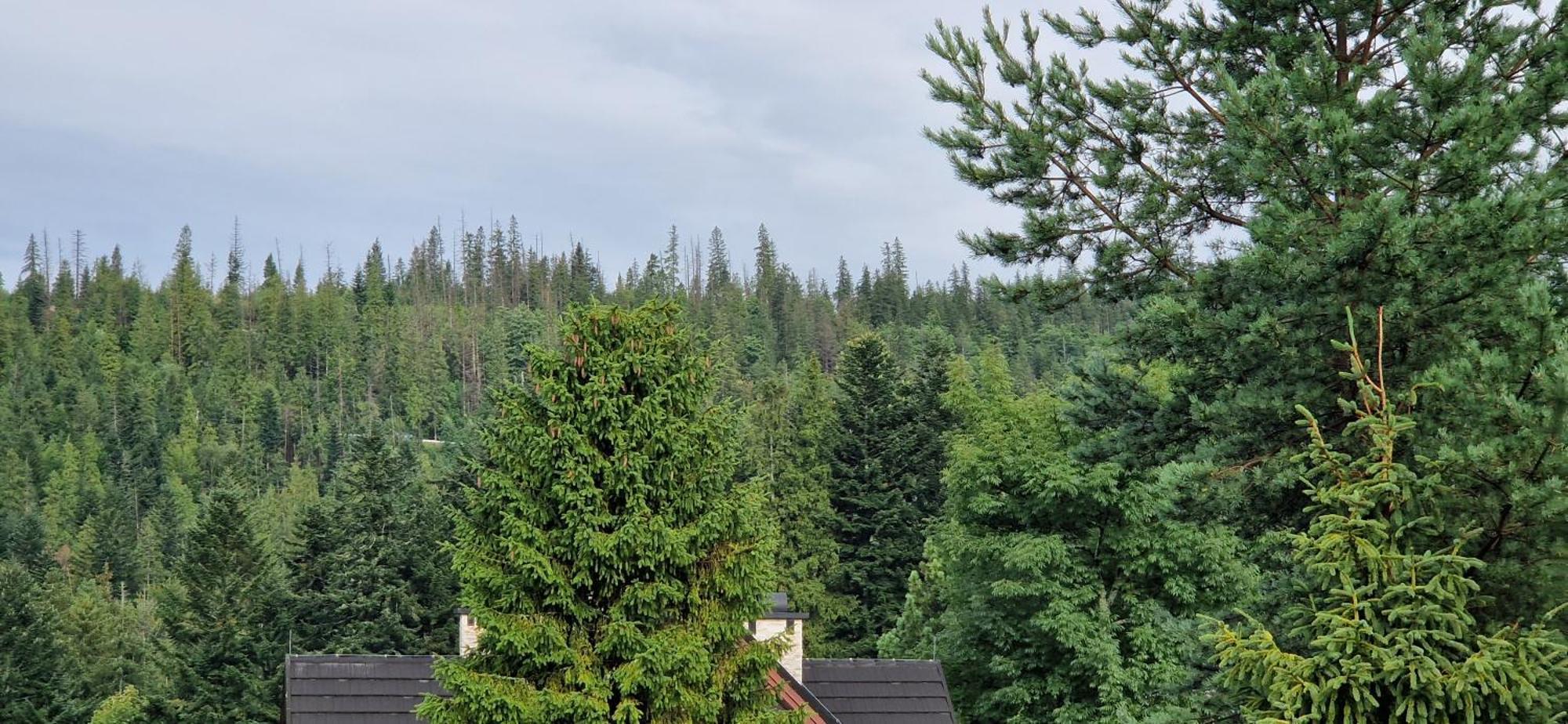 Pokoje Apartamenty Pod Limba Закопане Экстерьер фото